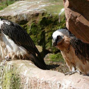 Junge Bartgeier im Nationalpark Berchtesgaden - Offizielle Bartgeier-Führungen - (c) Jörg Beckmann - Tiergarten Nürnberg/LBV