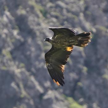 Junge Bartgeier im Nationalpark Berchtesgaden - Offizielle Bartgeier-Führungen - (c) Christian Steiger/LBV