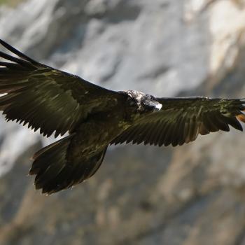 Junge Bartgeier im Nationalpark Berchtesgaden - Offizielle Bartgeier-Führungen - (c) Christian Steiger/LBV