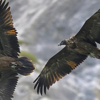 Junge Bartgeier im Nationalpark Berchtesgaden - Offizielle Bartgeier-Führungen - (c) Markus Leitner/LBV