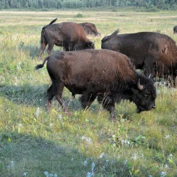 Kanadas Ruf der Prärie in Manitoba - Lake Audy-Bisons - (c) Jörg Berghoff