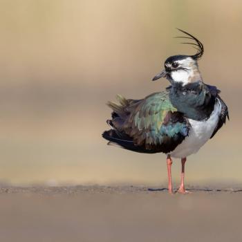 Wer wird Vogel des Jahres 2024? Kiebitz, Rebhuhn, Rauchschwalbe, Steinkauz und Wespenbussard bemühen sich ab 1. September um den Titel - (c) Günther Ziegler - LBV Bildarchiv