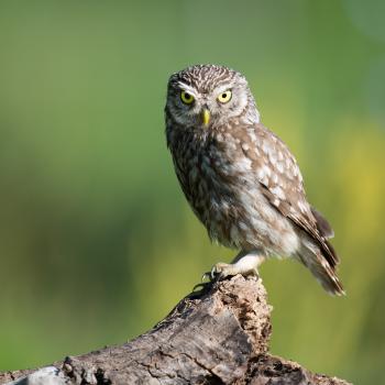 Wer wird Vogel des Jahres 2024? Kiebitz, Rebhuhn, Rauchschwalbe, Steinkauz und Wespenbussard bemühen sich ab 1. September um den Titel - (c) Josef Baumgartner - LBV Bildarchiv