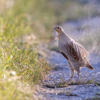 Wer wird Vogel des Jahres 2024? Kiebitz, Rebhuhn, Rauchschwalbe, Steinkauz und Wespenbussard bemühen sich ab 1. September um den Titel - (c) Günther Ziegler - LBV Bildarchiv