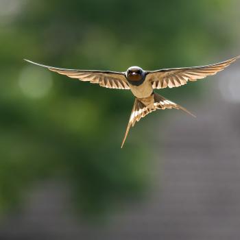 Wer wird Vogel des Jahres 2024? Kiebitz, Rebhuhn, Rauchschwalbe, Steinkauz und Wespenbussard bemühen sich ab 1. September um den Titel - (c) Dr. Olaf Broders - LBV Bildarchiv