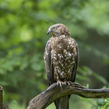 Wer wird Vogel des Jahres 2024? Kiebitz, Rebhuhn, Rauchschwalbe, Steinkauz und Wespenbussard bemühen sich ab 1. September um den Titel - (c) Marcus Bosch