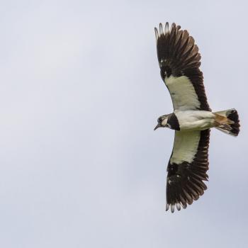 Der Kiebitz (Vanellus vanellus) ist der Vogel des Jahres 2024 - (c) Ralph Sturm/LBV Bildarchiv