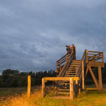 Wildlife vor der Haustür entdecken, tierisch wandern in Rheinland-Pfalz - (c) Rheinland-Pfalz Tourismus GmbH