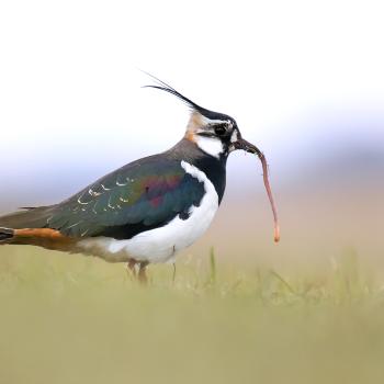 Der Kiebitz (Vanellus vanellus) ist der Vogel des Jahres 2024 - (c) LBV Bildarchiv