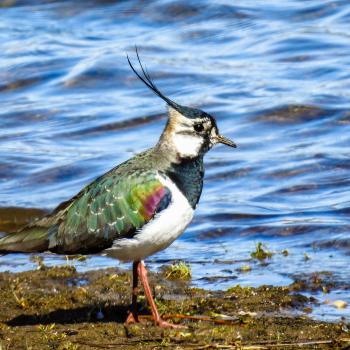 Der Kiebitz (Vanellus vanellus) ist der Vogel des Jahres 2024 - (c) LBV Bildarchiv