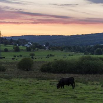 Wildlife vor der Haustür entdecken, tierisch wandern in Rheinland-Pfalz - (c) Rheinland-Pfalz Tourismus GmbH