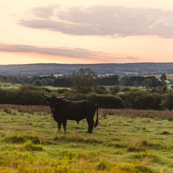 Wildlife vor der Haustür entdecken, tierisch wandern in Rheinland-Pfalz - (c) Rheinland-Pfalz Tourismus GmbH