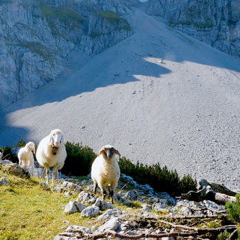 Auf den Hochalmen im Karwendel - Schafstage - Ein Film über die Bergschafe im Karwendel - (c) Konzept+Dialog.Medien