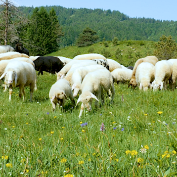 Auf der Sommerweide findet sich die Herde - Schafstage - Ein Film über die Bergschafe im Karwendel - (c) Konzept+Dialog.Medien