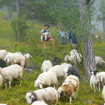 Beim Almabtrieb müssen die Helfer den Schafen den Weg weisen - Schafstage - Ein Film über die Bergschafe im Karwendel - (c) Konzept+Dialog.Medien