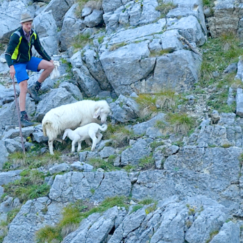 Manchmal dringen die Tiere weit in den Fels des Karwendels - Schafstage - Ein Film über die Bergschafe im Karwendel - (c) Konzept+Dialog.Medien