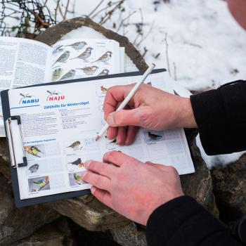 Zähl mit! Stunde der Wintervögel 2024 - (c) NABU/Sebastian Hennigs