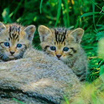 Im Frühjahr streifen Jungtiere der Europäischen Wildkatze durch Wälder - (c) BUND/Thomas Stephan