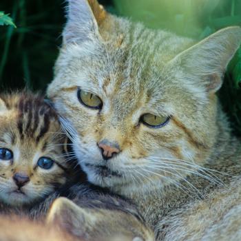 Im Frühjahr streifen Jungtiere der Europäischen Wildkatze durch Wälder - (c) BUND/Thomas Stephan