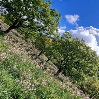 Wandern zwischen wilden Orchideen im Nationalpark Gargano, mehr als 100 Orchideen-Arten findet man hier im Norden Apuliens - (c) Gabi Vögele