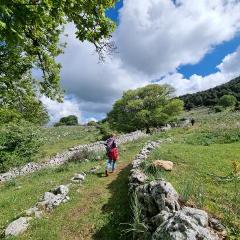 Wandern zwischen wilden Orchideen im Nationalpark Gargano, mehr als 100 Orchideen-Arten findet man hier im Norden Apuliens - (c) Gabi Vögele