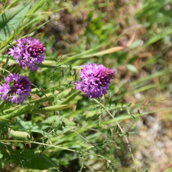 Wandern zwischen wilden Orchideen im Nationalpark Gargano, mehr als 100 Orchideen-Arten findet man hier im Norden Apuliens - (c) Gabi Vögele