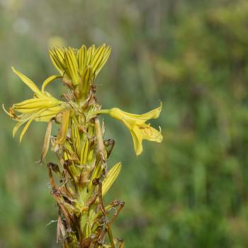 Wandern zwischen wilden Orchideen im Nationalpark Gargano, mehr als 100 Orchideen-Arten findet man hier im Norden Apuliens - (c) Gabi Vögele