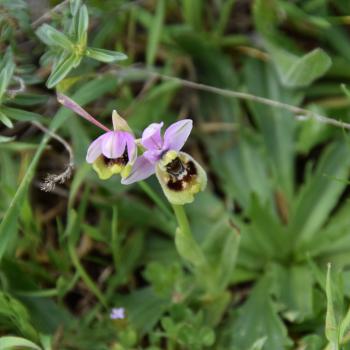Wandern zwischen wilden Orchideen im Nationalpark Gargano, mehr als 100 Orchideen-Arten findet man hier im Norden Apuliens - (c) Gabi Vögele