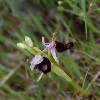 Wandern zwischen wilden Orchideen im Nationalpark Gargano, mehr als 100 Orchideen-Arten findet man hier im Norden Apuliens - (c) Gabi Vögele