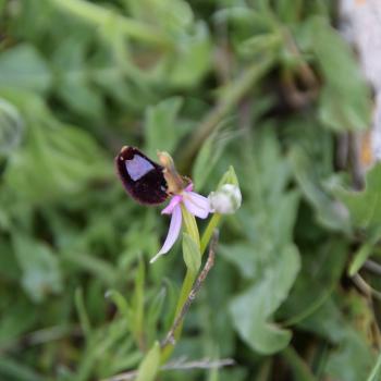Wandern zwischen wilden Orchideen im Nationalpark Gargano, mehr als 100 Orchideen-Arten findet man hier im Norden Apuliens - (c) Gabi Vögele