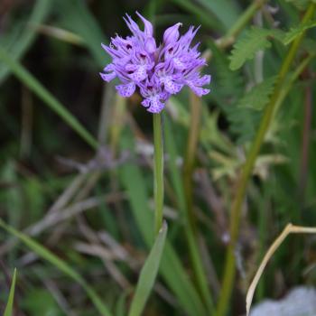 Wandern zwischen wilden Orchideen im Nationalpark Gargano, mehr als 100 Orchideen-Arten findet man hier im Norden Apuliens - (c) Gabi Vögele