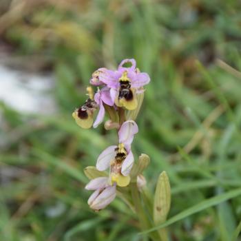 Wandern zwischen wilden Orchideen im Nationalpark Gargano, mehr als 100 Orchideen-Arten findet man hier im Norden Apuliens - (c) Gabi Vögele