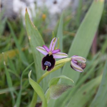 Wandern zwischen wilden Orchideen im Nationalpark Gargano, mehr als 100 Orchideen-Arten findet man hier im Norden Apuliens - (c) Gabi Vögele