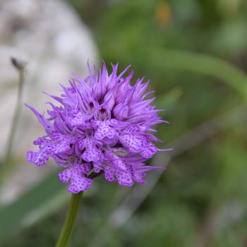 Wandern zwischen wilden Orchideen im Nationalpark Gargano, mehr als 100 Orchideen-Arten findet man hier im Norden Apuliens - (c) Gabi Vögele