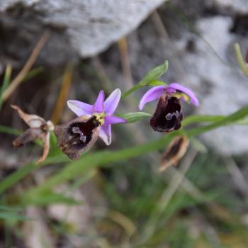 Wandern zwischen wilden Orchideen im Nationalpark Gargano, mehr als 100 Orchideen-Arten findet man hier im Norden Apuliens - (c) Gabi Vögele