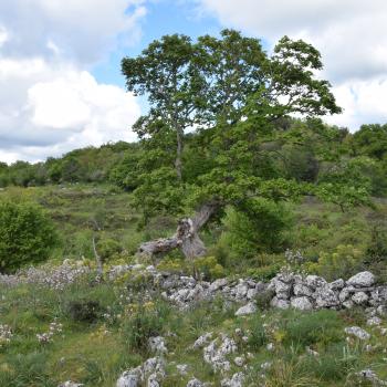 Wandern zwischen wilden Orchideen im Nationalpark Gargano, mehr als 100 Orchideen-Arten findet man hier im Norden Apuliens - (c) Gabi Vögele