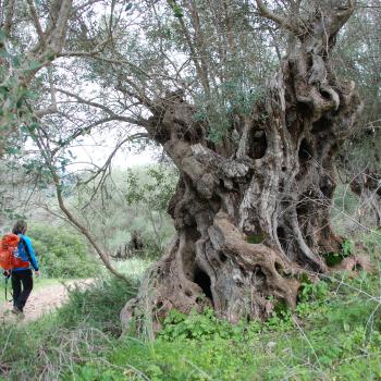 Inselwandern in Europa, hier Mallorca: Ideen für einen gelungenen Urlaub - (c) Gabi Vögele