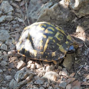 Auch sehr langsamen Wanderkollegen begegnen wir hier - (c) Jörg Bornmann