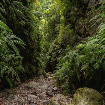 La Palma: Ein erstklassiges Biosphärenreservat 4000 Meter über dem Atlantik  - (c) BosqueLa Palma: Ein erstklassiges Biosphärenreservat 4000 Meter über dem Atlantik  - (c) Avier Gutiérrez