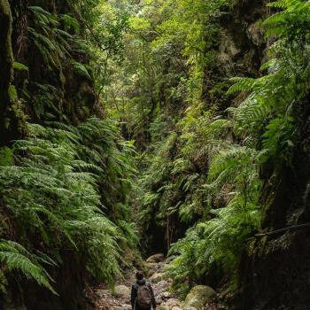 La Palma: Ein erstklassiges Biosphärenreservat 4000 Meter über dem Atlantik  - (c) BosqueLa Palma: Ein erstklassiges Biosphärenreservat 4000 Meter über dem Atlantik  - (c) Avier Gutiérrez