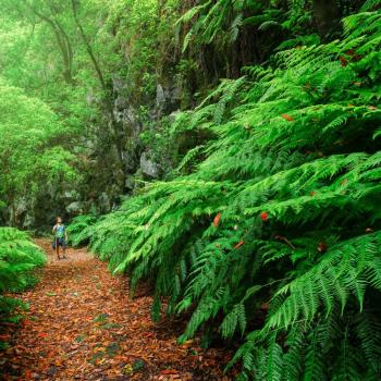 La Palma: Ein erstklassiges Biosphärenreservat 4000 Meter über dem Atlantik  - (c) BosqueLa Palma: Ein erstklassiges Biosphärenreservat 4000 Meter über dem Atlantik  - (c) Abián San Gil