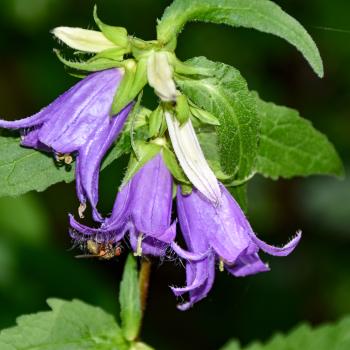 Lautertal - Glockenblume - (c) Evelyn und Ralph Scheer