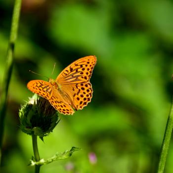 Magie der drei Schluchten - Ein wahres Wandermärchen im Naturpark Schwäbisch-Fränkischer Wald - (c) Evelyn und Ralph Scheer