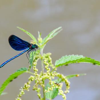 Lautertal - Libelle - (c) Evelyn und Ralph Scheer