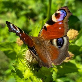 Magie der drei Schluchten - Ein wahres Wandermärchen im Naturpark Schwäbisch-Fränkischer Wald - (c) Evelyn und Ralph Scheer