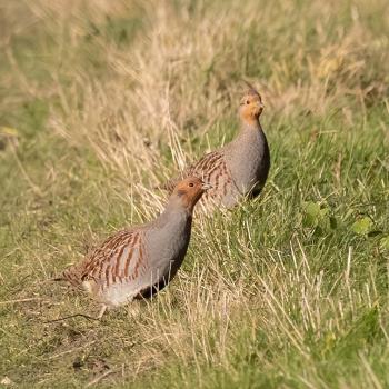 Amsel, Rebhuhn, Schleiereule, Waldohreule und Zwertaucher stehen zur Wahl zum Vogel des Jahres 2026 - (c) pixabay/TheOtherKev