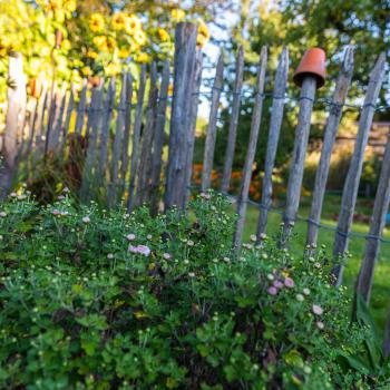 Schlafplatz ist im kleinsten Stängel - jetzt den Garten zum Winterquartier für Igel, Vögel und Insekten machen - (c) NABU