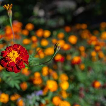 Schlafplatz ist im kleinsten Stängel - jetzt den Garten zum Winterquartier für Igel, Vögel und Insekten machen - (c) NABU