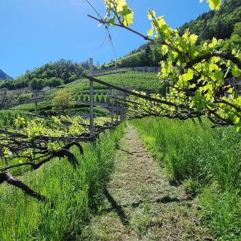 Urlaub auf dem Bauernhof, der Rote Hahn in Südtirol - Rund um den Greiterhof bei Lana - (c) Detlef Düring