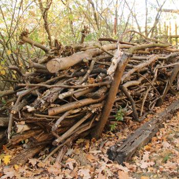 Schlafplatz ist im kleinsten Stängel - jetzt den Garten zum Winterquartier für Igel, Vögel und Insekten machen - (c) NABU